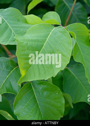 Poison Ivy (rhus toxicodendron syn. toxicodendron radicans) Foto Stock