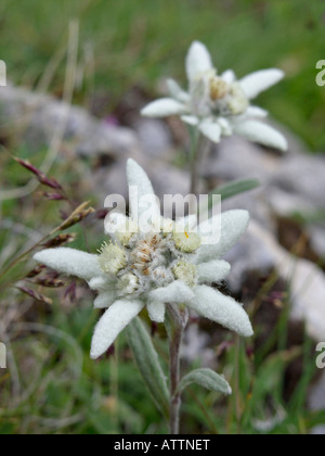 Edelweiss (Leontopodium nivale syn. leontopodium alpinum) Foto Stock