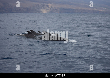 Breve alettato Balene Pilota La Gomera Spagna gruppo Foto Stock