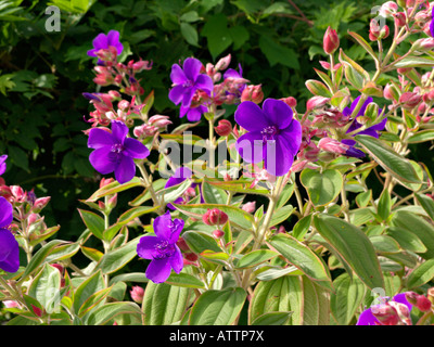 La principessa fiore (tibouchina urvilleana) Foto Stock