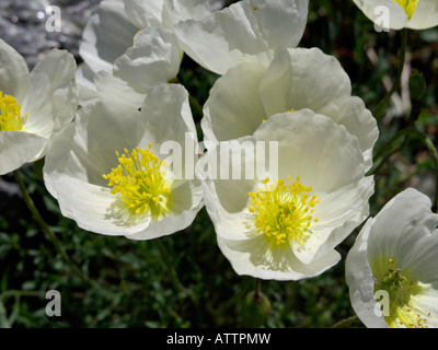 Alpine papavero (Papaver alpinum subsp. alpinum) Foto Stock