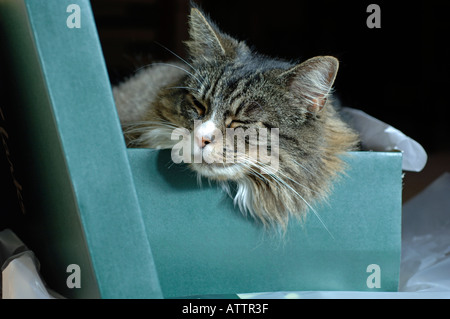 Tabby gatto dorme in un cartone scatola per scarpe Foto Stock