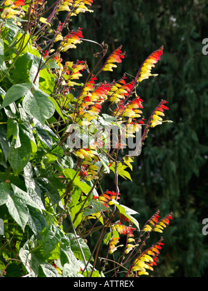 Bandiera spagnola (Ipomoea lobata syn. quamoclit lobata) Foto Stock