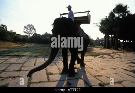 Angkor elephant è afflitto fino a prendere i turisti per i templi Foto Stock