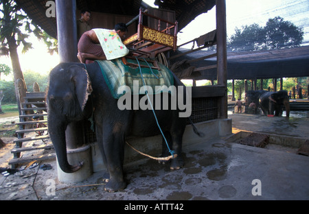 Angkor elefanti essere sellati fino a prendere i turisti per i templi Foto Stock