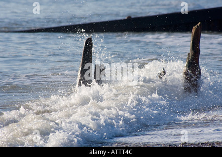 Legno pietrificato le difese del mare su un East Sussex Regno Unito sulla spiaggia Foto Stock