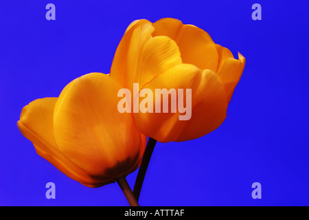 Due aggrovigliato tulipani arancione su sfondo blu Foto Stock
