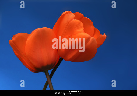 Due aggrovigliato tulipani arancione su sfondo blu Foto Stock