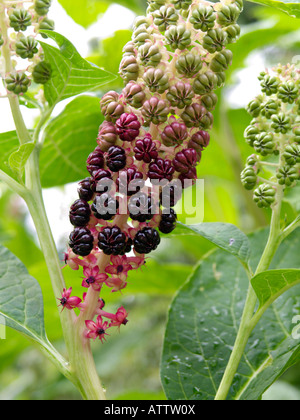 Indian pokeweed (Phytolacca acinosa) Foto Stock