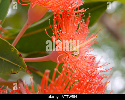Fioritura rossa gomma (corymbia ficifolia syn. Eucaliptus ficifolia) Foto Stock