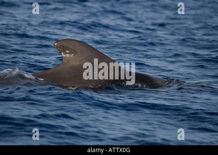 Breve alettato di Balene Pilota La Gomera Spagna Foto Stock