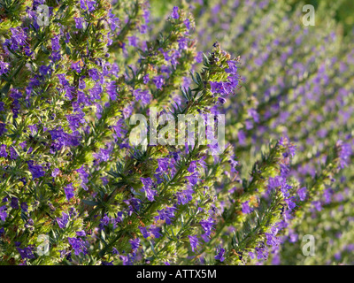 Issopo (Hyssopus officinalis) Foto Stock