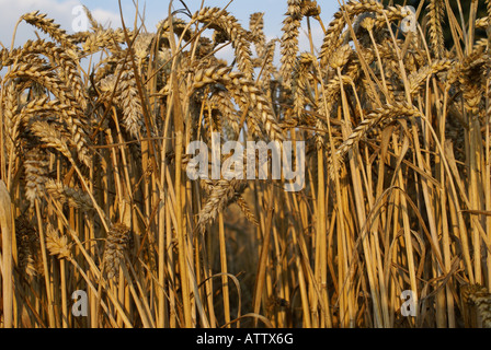 Spighe di grano in un campo di mais a raccolto Foto Stock