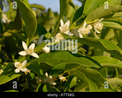 Kumquat (Fortunella margarita) Foto Stock