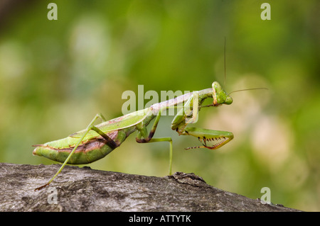 Mantide Religiosa la pulizia la sua gamba Foto Stock