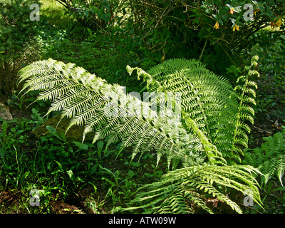 Fronde di nuovo su un piccolo albero fern dicksonia antarctica in un giardino REGNO UNITO Foto Stock