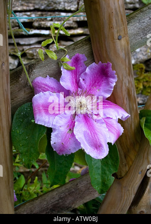 Clematis Nelly Moser fiore in un giardino in Cotswolds Foto Stock