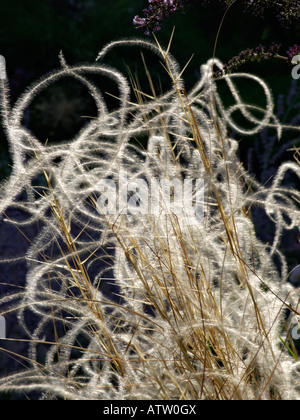 Golden feather grass (Stipa pulcherrima "Barbata') Foto Stock