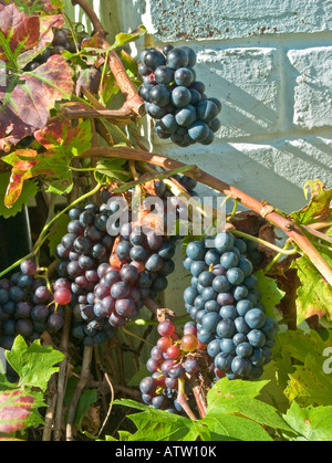 Uva nera crescere all'aperto contro un muro nel Wiltshire, Inghilterra UK UE Foto Stock