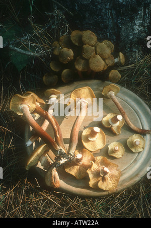 Il miele fungo Armillaria mellea pronti per la cottura Foto Stock