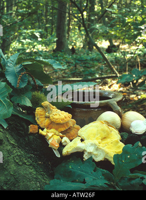 Pollo di boschi Laetiporus sulfurei pronto per andare in una casseruola Foto Stock