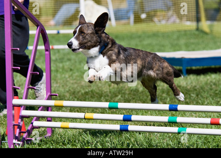 Cardigan Welsh Corgi Jumping ostacolo sulla agilità corso Corydon Indiana Foto Stock