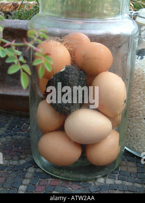Tartufo estivo Tuber aestivum in un vasetto per insaporire le uova Foto Stock