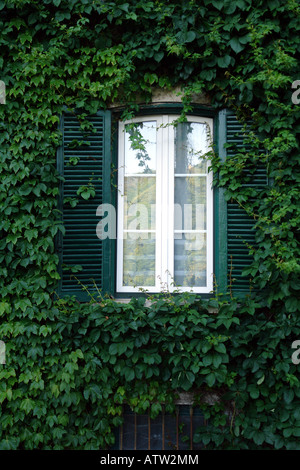Ivy crescente intorno a casa finestra, close-up Foto Stock