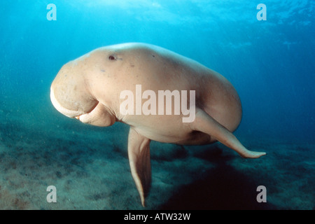Dugongo, Dugong dugon, Indonesia. Foto Stock