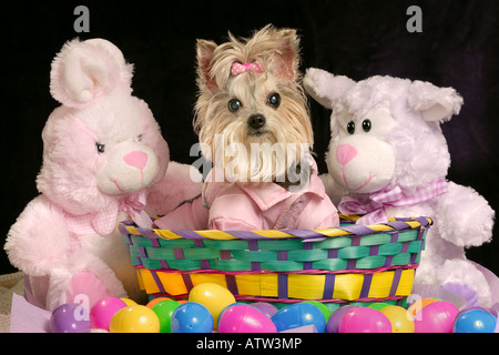 Daisy, forse il cane più bello del mondo (a Yorkshire Terrier), attende il coniglietto di Pasqua. Foto Stock