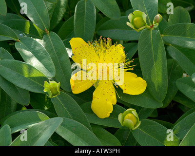 Grande erba di San Giovanni (Hypericum calycinum) Foto Stock