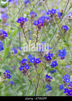 Vero alkanet (anchusa officinalis) Foto Stock