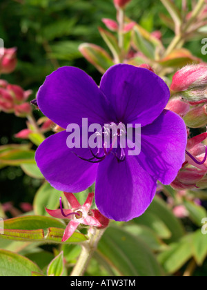 La principessa fiore (tibouchina urvilleana) Foto Stock