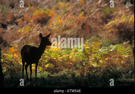 Deer Cervus dama a Richmond Park Londra UK Foto Stock
