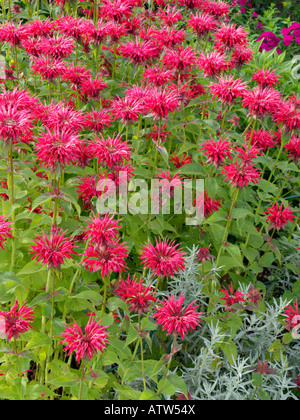 Wild bergamotto (monarda fistulosa 'vista giardino rosso') Foto Stock