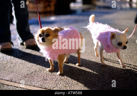 Due cani di piccola taglia in rosa maglioni Foto Stock