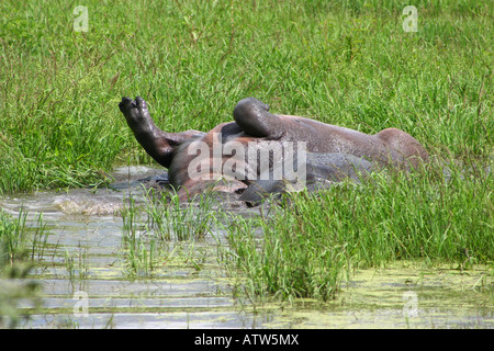 Ippopotamo rotolare in acqua Foto Stock