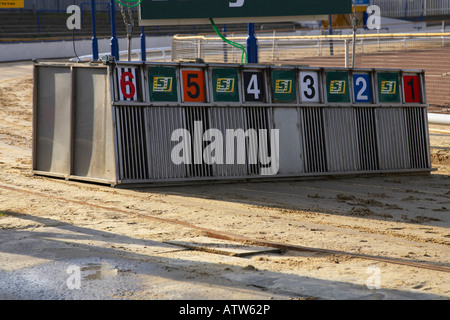 Il greyhound racing trappole Foto Stock