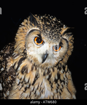 Lingua Bengalese Gufo Reale Bubo bubo Foto Stock