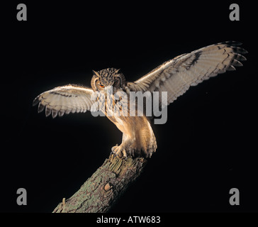 Lingua Bengalese Gufo Reale Bubo bubo Foto Stock