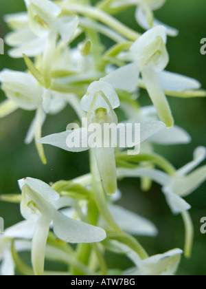 Maggiore butterfly orchid (platanthera chlorantha) Foto Stock