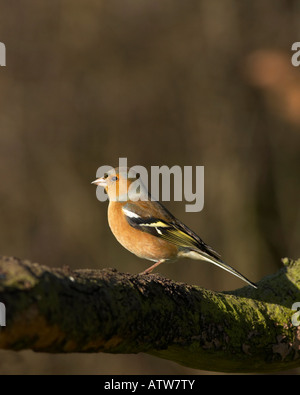 Fringuello su un ramo Foto Stock