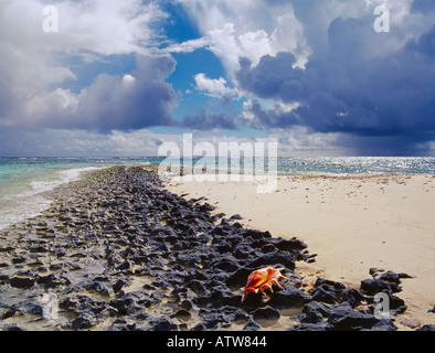 Shell sulla costa di isole Maldive Baa atoll beach Foto Stock
