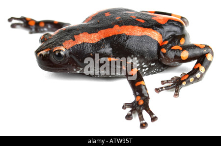 South African-serpente rana collo Sudafricano collo di serpente rana bifasciatus Phrynomantis Phrynomerus bifasciatus Foto Stock