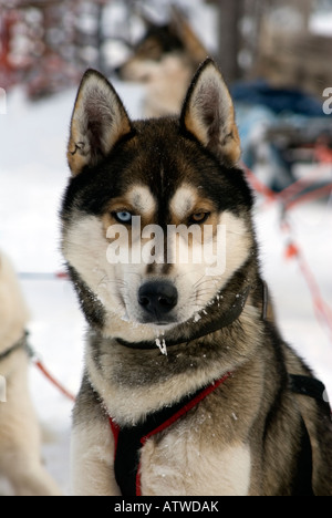 Team di cani husky pronto a tirare un musher e sledge beond il circolo polare artico in Lapponia Finlandia Foto Stock