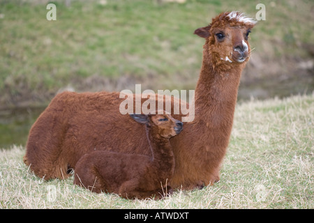 Brown alpaca e giovani cria seduta Costwolds REGNO UNITO Foto Stock