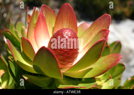 Protea fiore, Table Mountain in Sud Africa Foto Stock