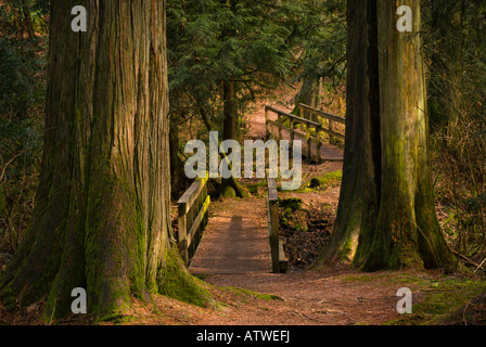 Il percorso che conduce a una serie di passerelle in legno Foto Stock