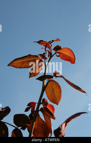 Nuova Red Rose lascia che arrivano fino in cielo blu Foto Stock