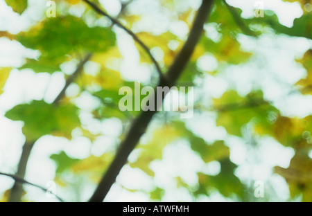 Vista impressioniste di pochi restanti giallo e verde Foglie di autunno del platano o Acer pseudoplatanus tree Foto Stock